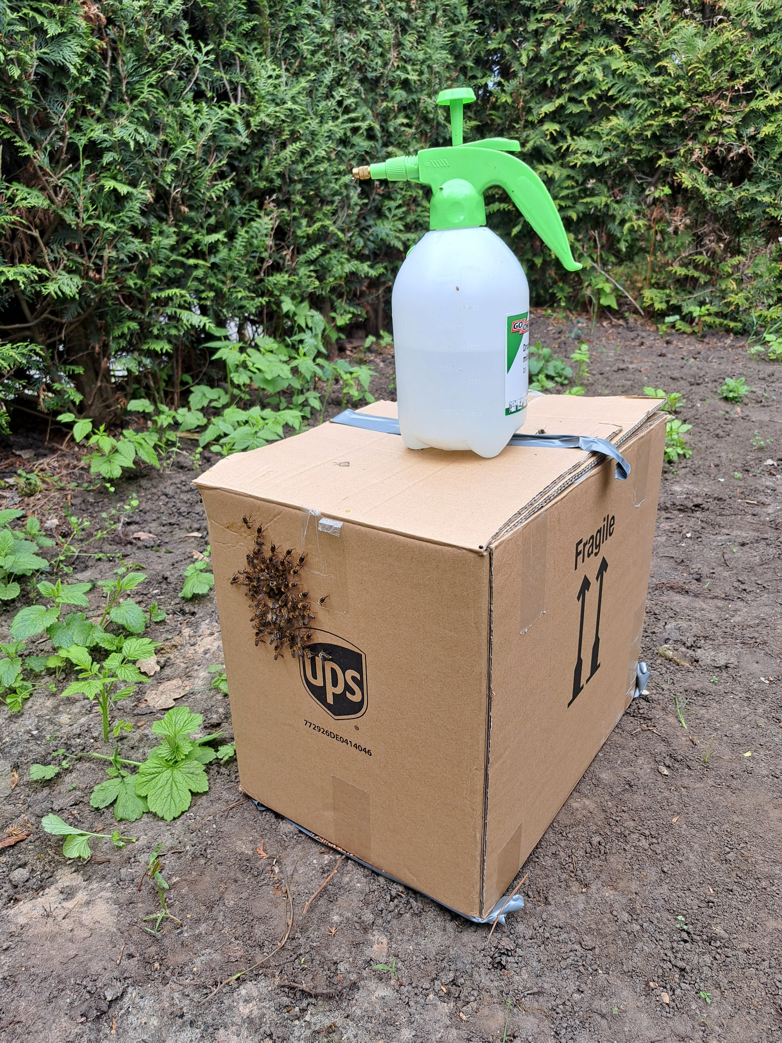 Der wieder eingefangene Bienenschwarm in einem Karton