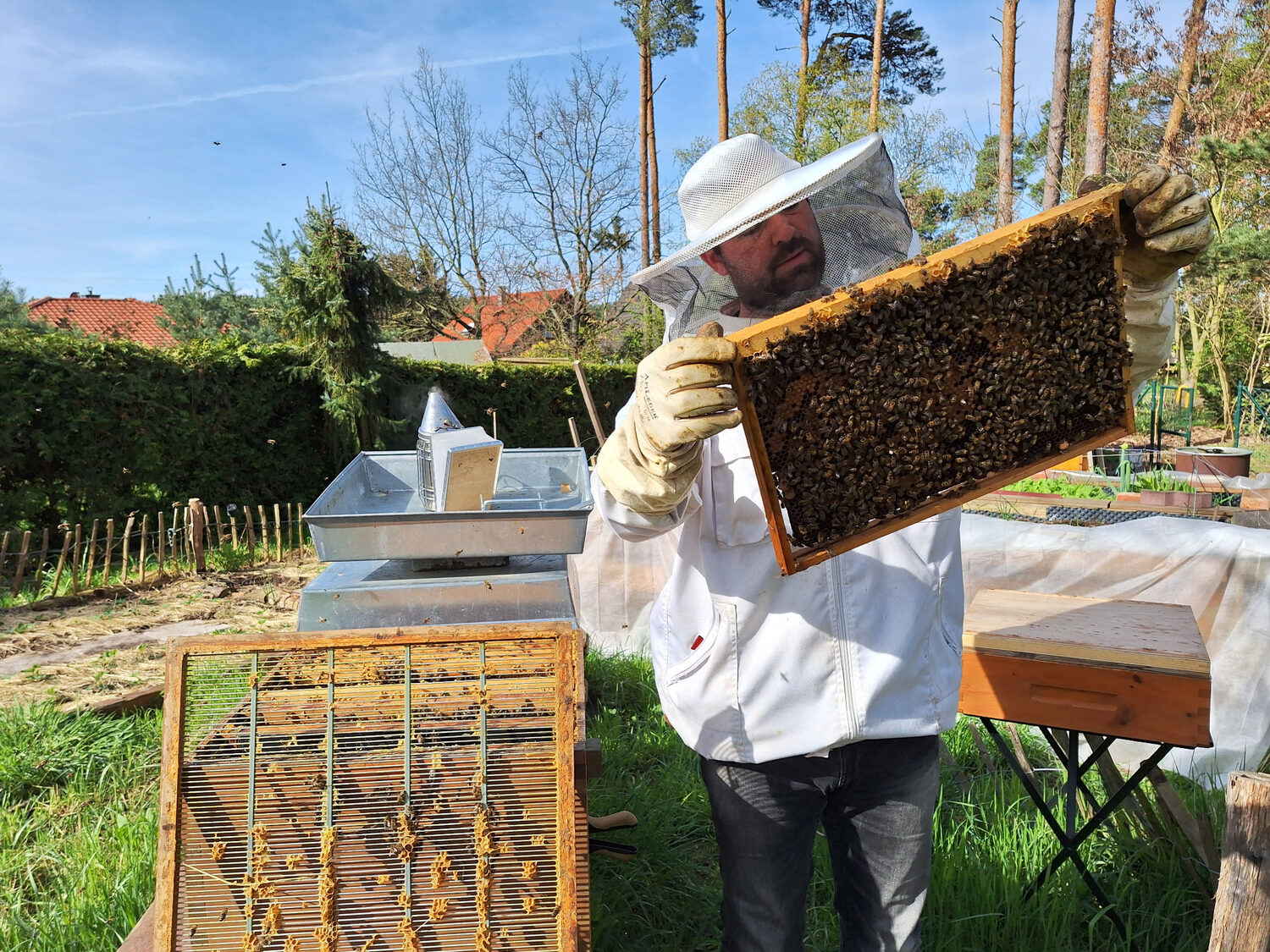 Tim untersucht einen von Bienen besetzten Wabenrahmen