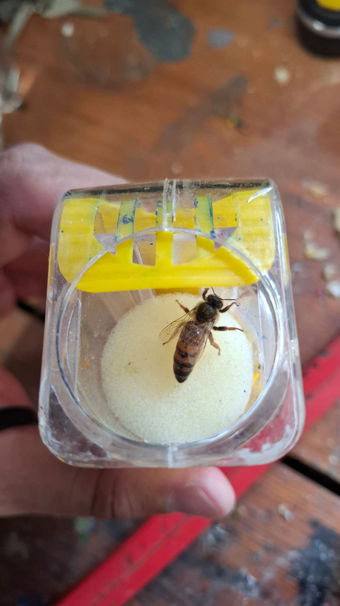 Eine eingefangene Bienenkönigin in einem kleinen Behälter vor ihrer Markierung